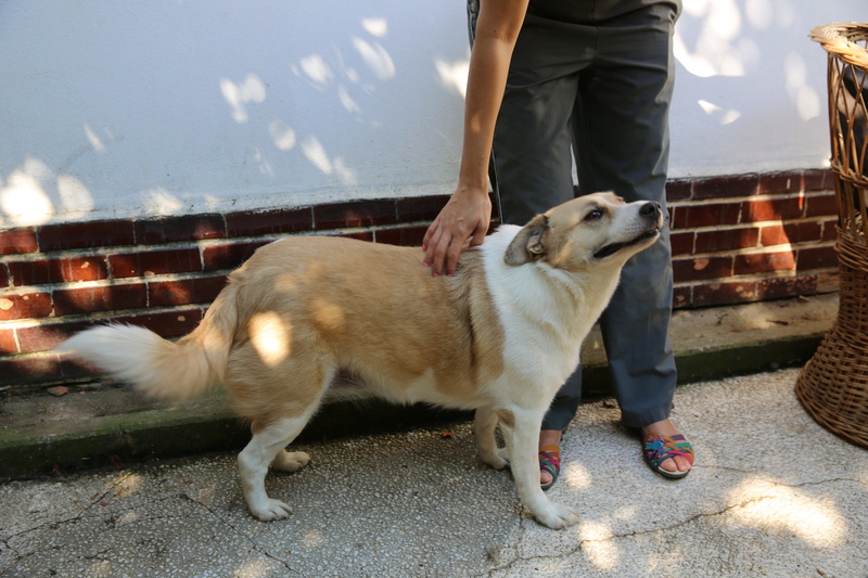 Murmurica, sauvetage de Sanda, chienne née en 2011 Hx9a6610