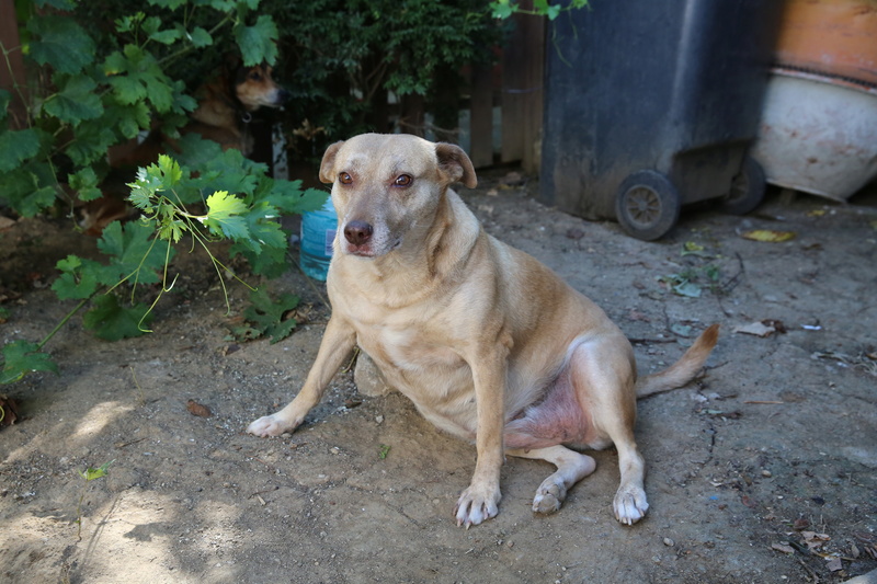 Tina, chienne sauvée de la rue, née en avril 2010  Hx9a6616