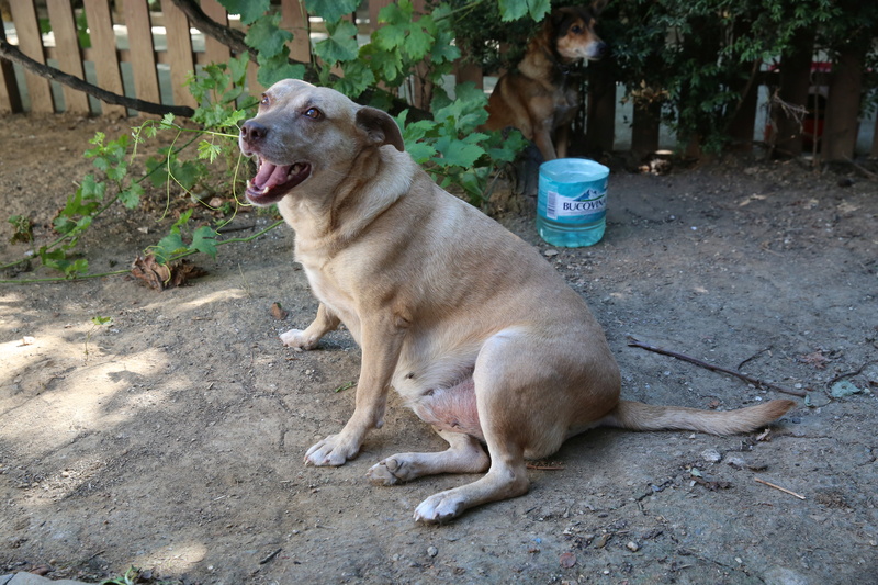 Tina, chienne sauvée de la rue, née en avril 2010  Hx9a6618