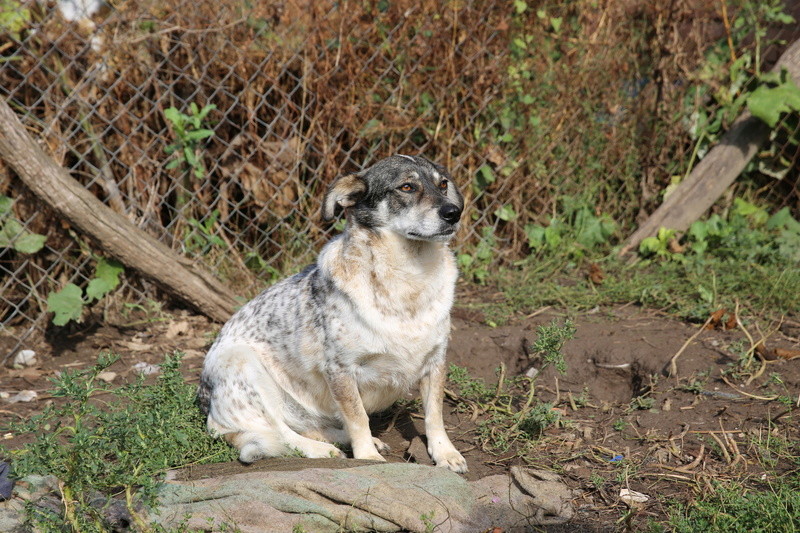 Titza, chienne de taille moyenne, née en 2011 Hx9a8910
