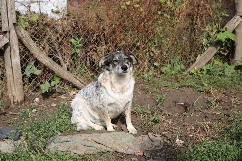 Titza, chienne de taille moyenne, née en 2011 Hx9a8911