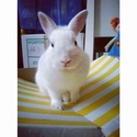 Panpan, une adorable petite lapine 6tag_210