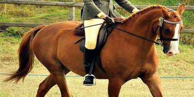 - Poney français de selle Pe4410