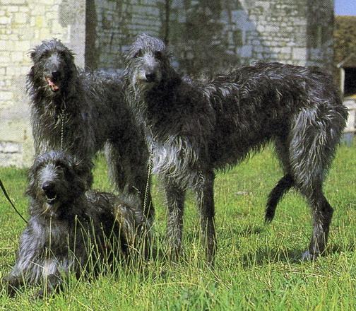 Levrier ecossais (Deerhound) Deerho10