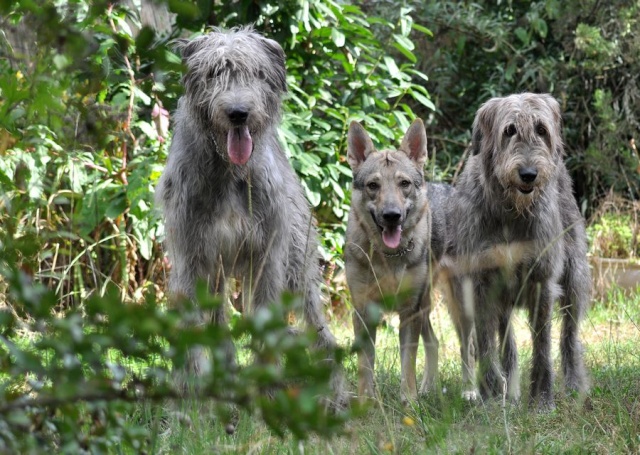 2 Irish,un chien loup tchécoslovaque, mes Trolls!! - Page 5 Dsc_5910