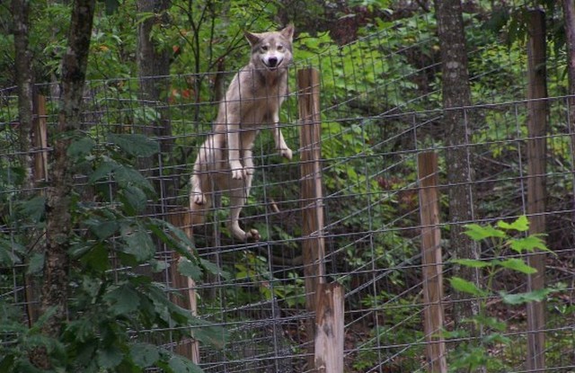 Chien loup Saarloos, installations spécifiques ? - Page 2 Sageon10