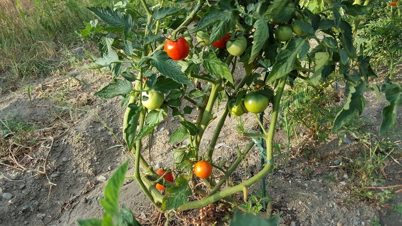 Tomates et aubergines 20160711