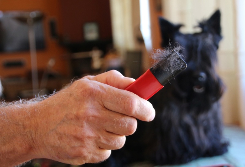 fila corte de pelo - Rasage de mon chien avec un Fila 312