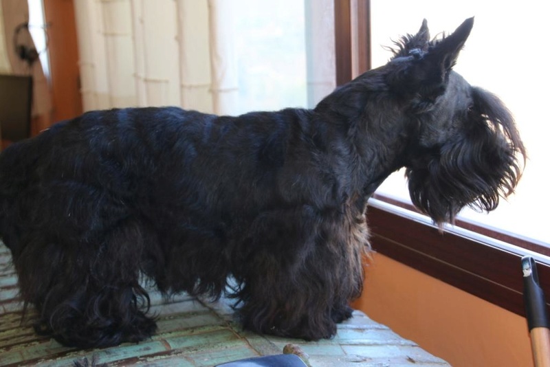 fila corte de pelo - Rasage de mon chien avec un Fila 610