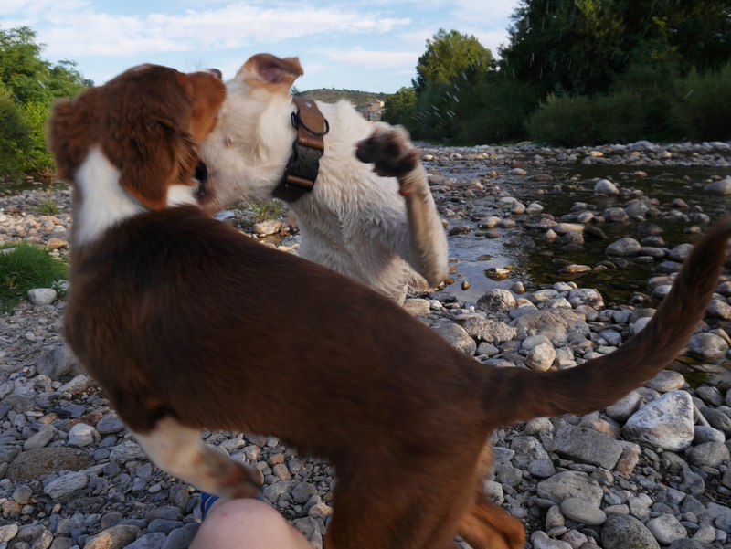 Dana et Ikka : labradorette et aussie trop chouettes ! P1060728