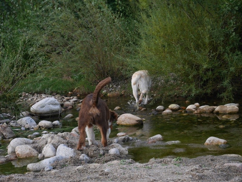 Dana et Ikka : labradorette et aussie trop chouettes ! P1060730