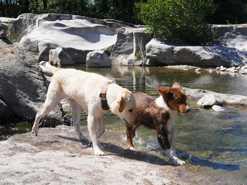 Dana et Ikka : labradorette et aussie trop chouettes ! - Page 2 P1060917