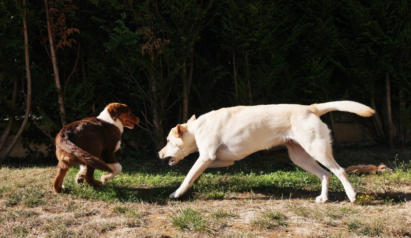 Dana et Ikka : labradorette et aussie trop chouettes ! - Page 2 P1070213