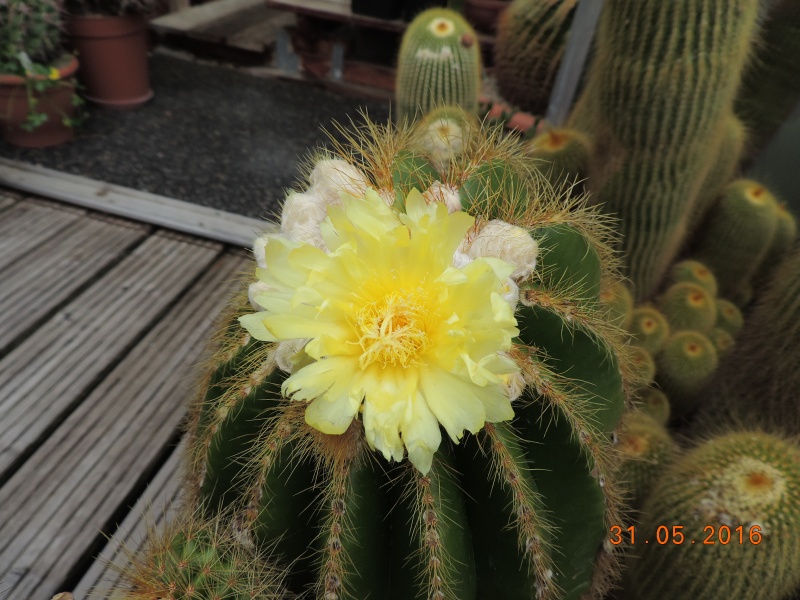 Cacti and Sukkulent in Köln, every day new flowers in the greenhouse Part 145 Bild_131