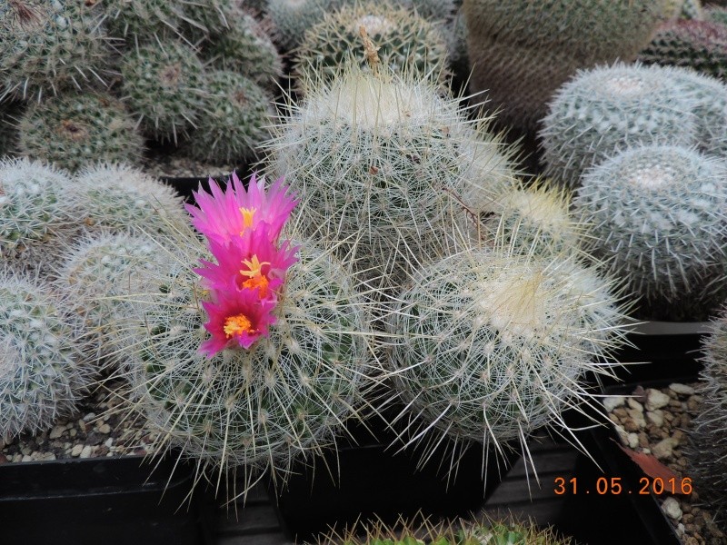 Cacti and Sukkulent in Köln, every day new flowers in the greenhouse Part 145 Bild_157