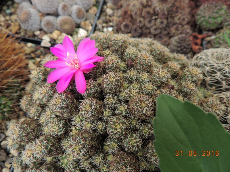 Cacti and Sukkulent in Köln, every day new flowers in the greenhouse Part 145 Bild_181