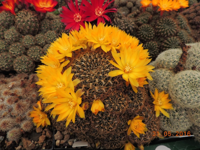 Cacti and Sukkulent in Köln, every day new flowers in the greenhouse Part 145 Bild_186