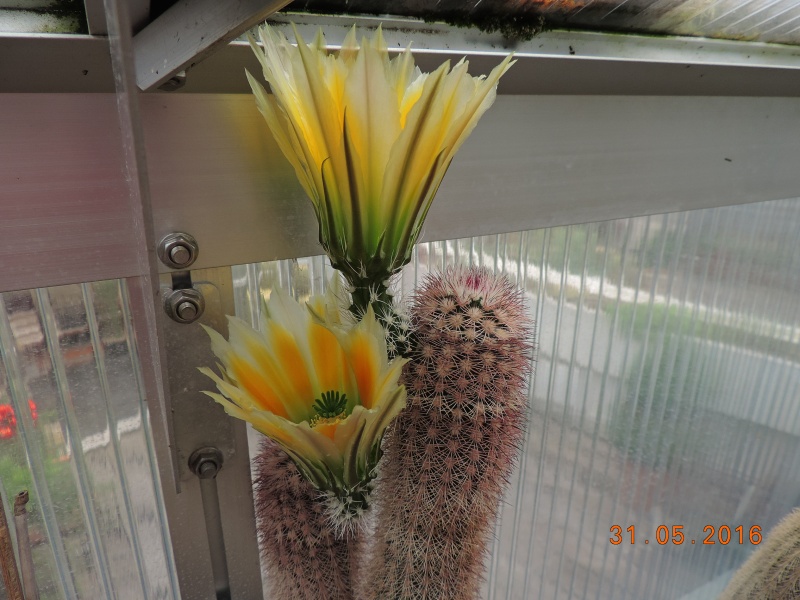 Cacti and Sukkulent in Köln, every day new flowers in the greenhouse Part 146 Bild_225