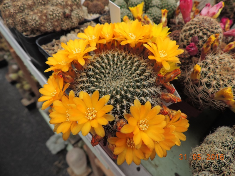 Cacti and Sukkulent in Köln, every day new flowers in the greenhouse Part 146 Bild_233