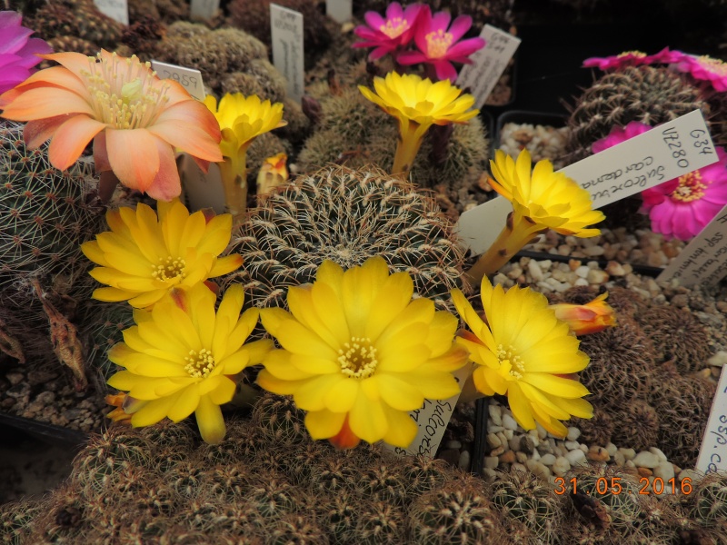 Cacti and Sukkulent in Köln, every day new flowers in the greenhouse Part 146 Bild_238