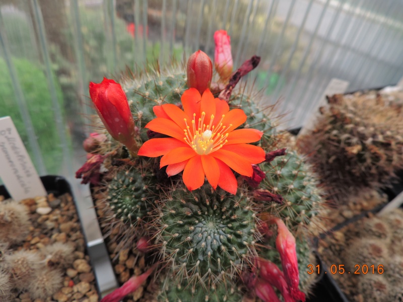 Cacti and Sukkulent in Köln, every day new flowers in the greenhouse Part 146 Bild_244