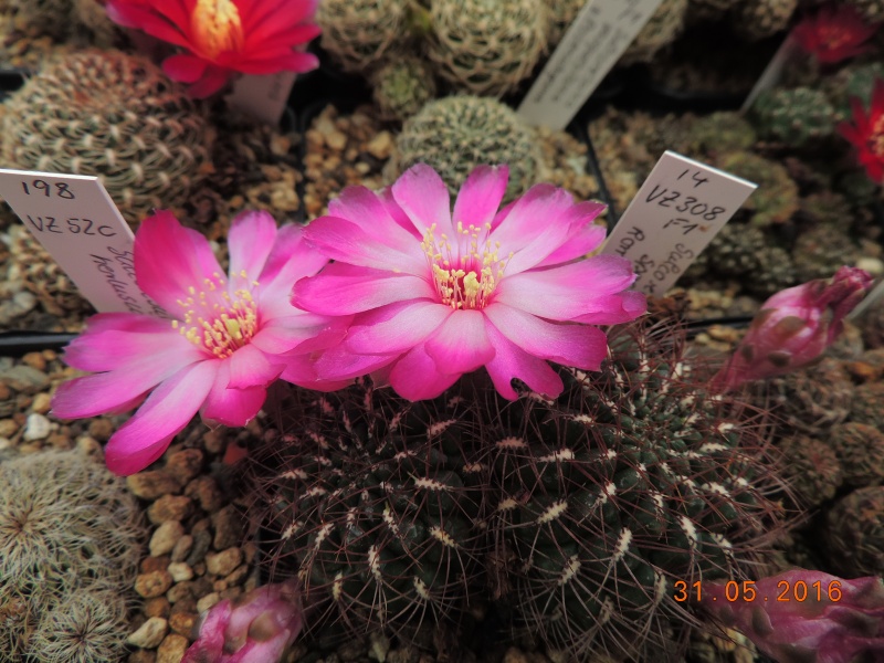 Cacti and Sukkulent in Köln, every day new flowers in the greenhouse Part 146 Bild_268
