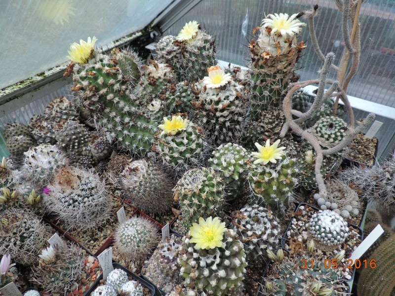 Cacti and Sukkulent in Köln, every day new flowers in the greenhouse Part 146 Bild_275