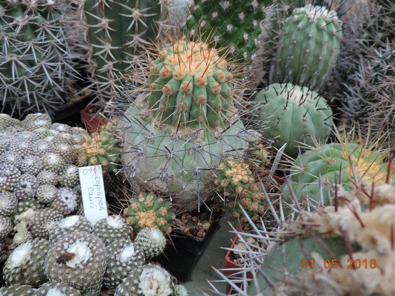 Cacti and Sukkulent in Köln, every day new flowers in the greenhouse Part 146 Bild_277