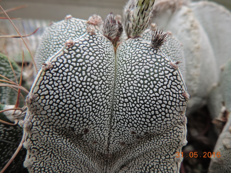 Cacti and Sukkulent in Köln, every day new flowers in the greenhouse Part 146 Bild_288