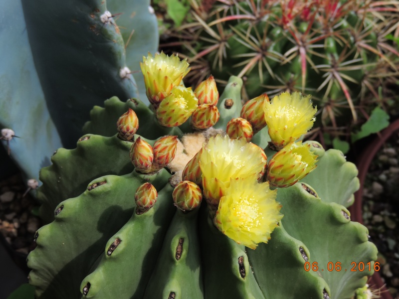 Cacti and Sukkulent in Köln, every day new flowers in the greenhouse Part 146 Bild_312