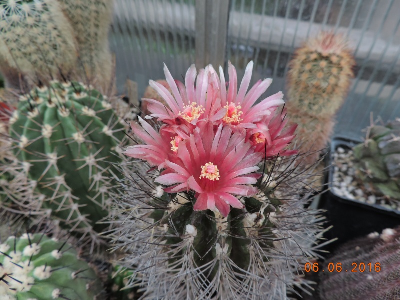 Cacti and Sukkulent in Köln, every day new flowers in the greenhouse Part 146 Bild_325