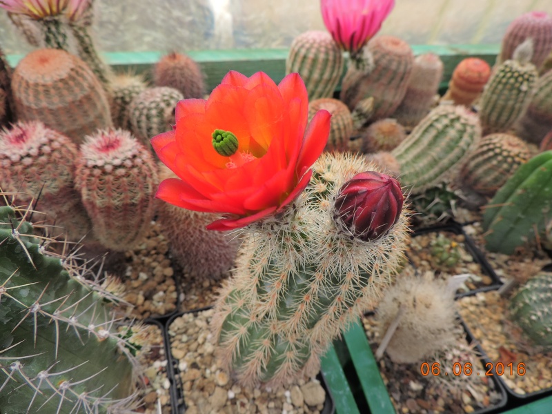 Cacti and Sukkulent in Köln, every day new flowers in the greenhouse Part 146 Bild_358