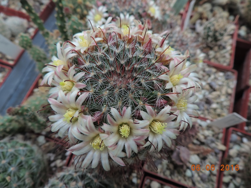 Cacti and Sukkulent in Köln, every day new flowers in the greenhouse Part 146 Bild_367