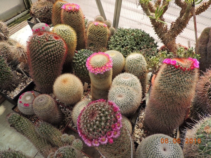 Cacti and Sukkulent in Köln, every day new flowers in the greenhouse Part 146 Bild_389