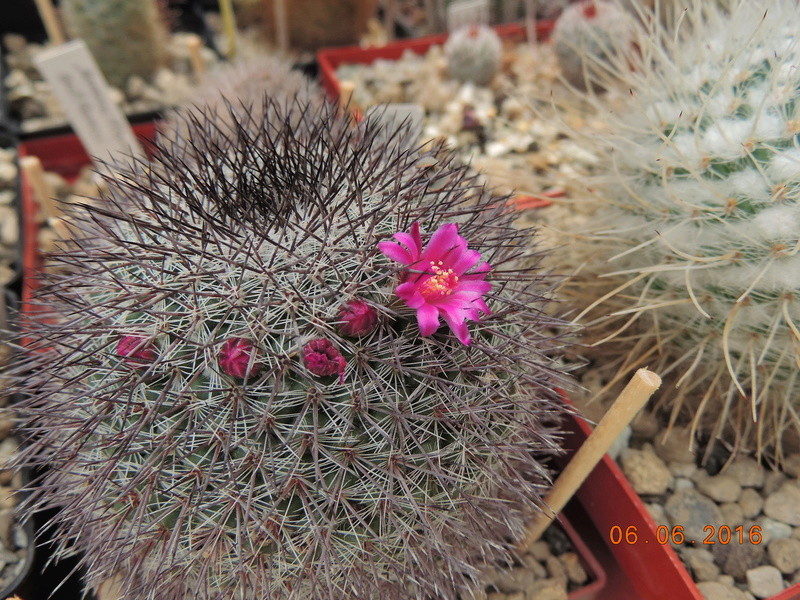 Cacti and Sukkulent in Köln, every day new flowers in the greenhouse Part 147 Bild_460