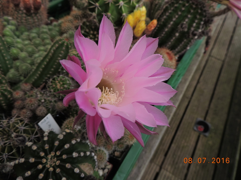 Cacti and Sukkulent in Köln, every day new flowers in the greenhouse Part 147 Bild_482