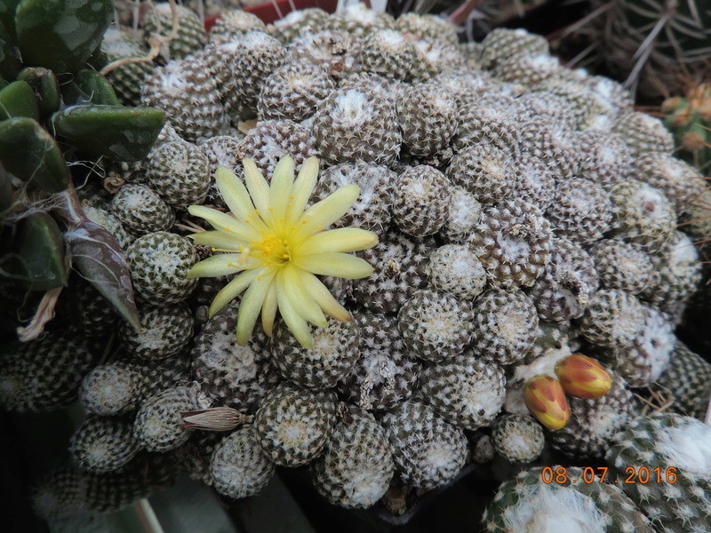 Cacti and Sukkulent in Köln, every day new flowers in the greenhouse Part 147 Bild_521