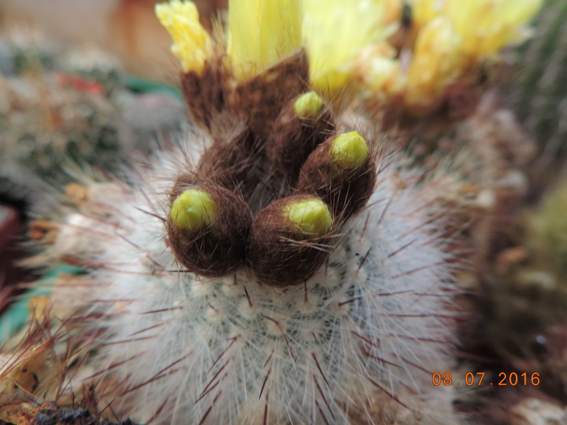 Cacti and Sukkulent in Köln, every day new flowers in the greenhouse Part 148 Bild_560