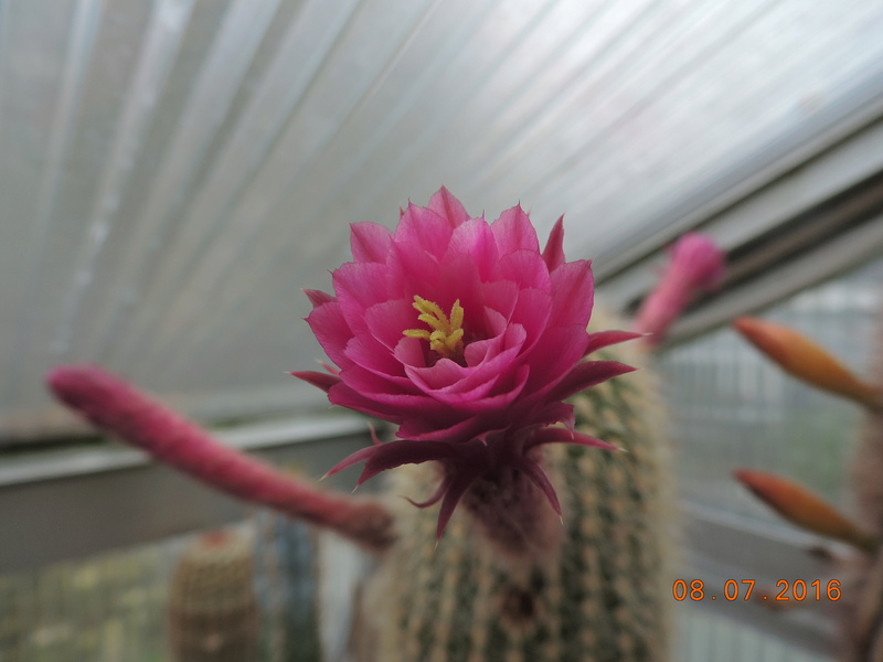 Cacti and Sukkulent in Köln, every day new flowers in the greenhouse Part 148 Bild_572