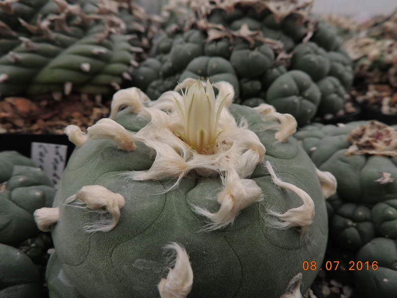 Cacti and Sukkulent in Köln, every day new flowers in the greenhouse Part 148 Bild_573