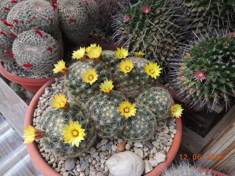 Cacti and Sukkulent in Köln, every day new flowers in the greenhouse Part 148 Bild_584