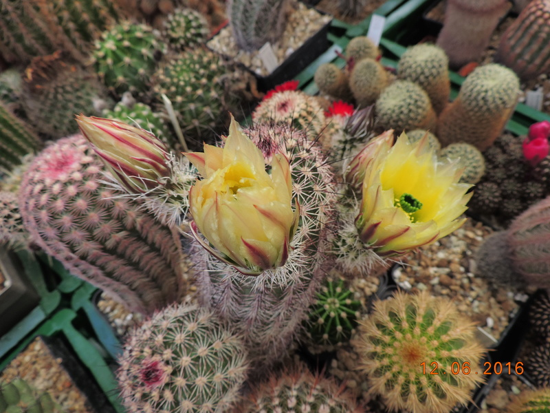 Cacti and Sukkulent in Köln, every day new flowers in the greenhouse Part 148 Bild_602