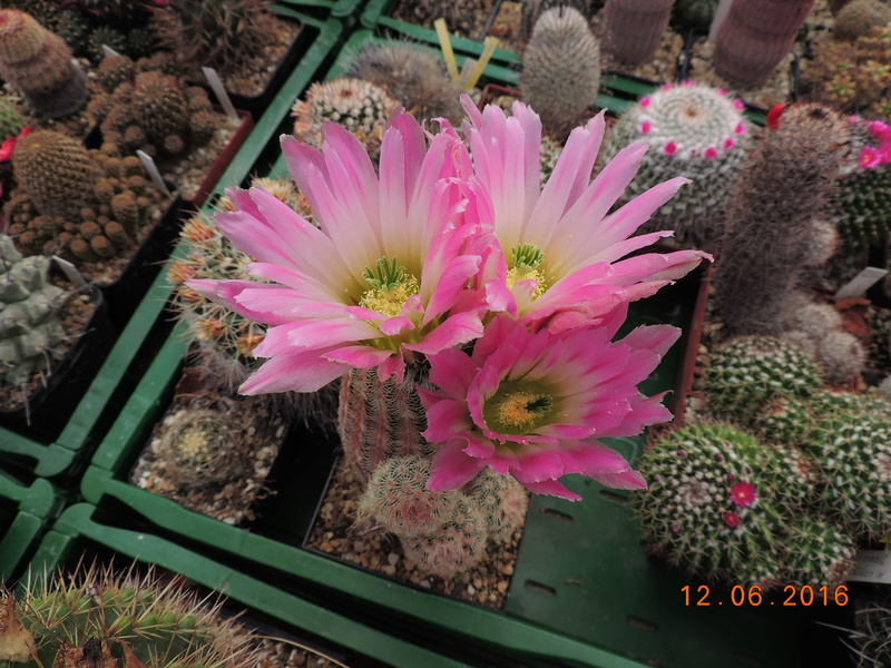 Cacti and Sukkulent in Köln, every day new flowers in the greenhouse Part 148 Bild_606