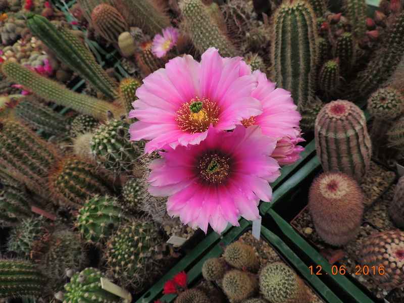 Cacti and Sukkulent in Köln, every day new flowers in the greenhouse Part 148 Bild_607