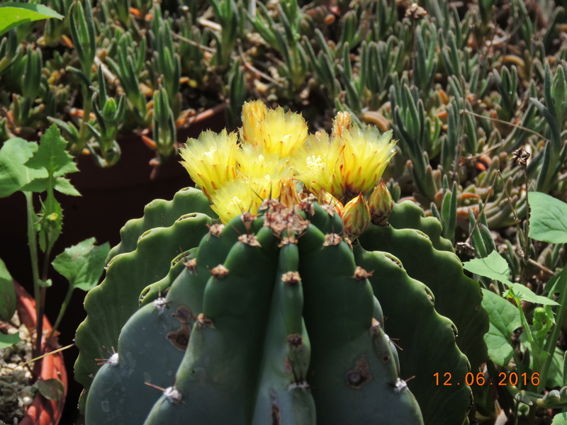 Cacti and Sukkulent in Köln, every day new flowers in the greenhouse Part 148 Bild_608