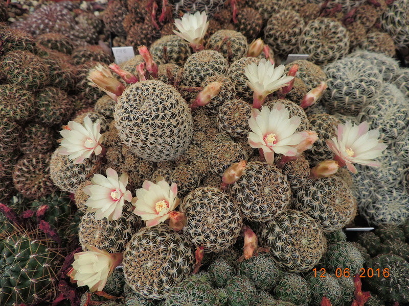 Cacti and Sukkulent in Köln, every day new flowers in the greenhouse Part 148 Bild_613