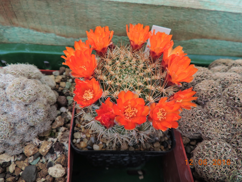 Cacti and Sukkulent in Köln, every day new flowers in the greenhouse Part 148 Bild_620