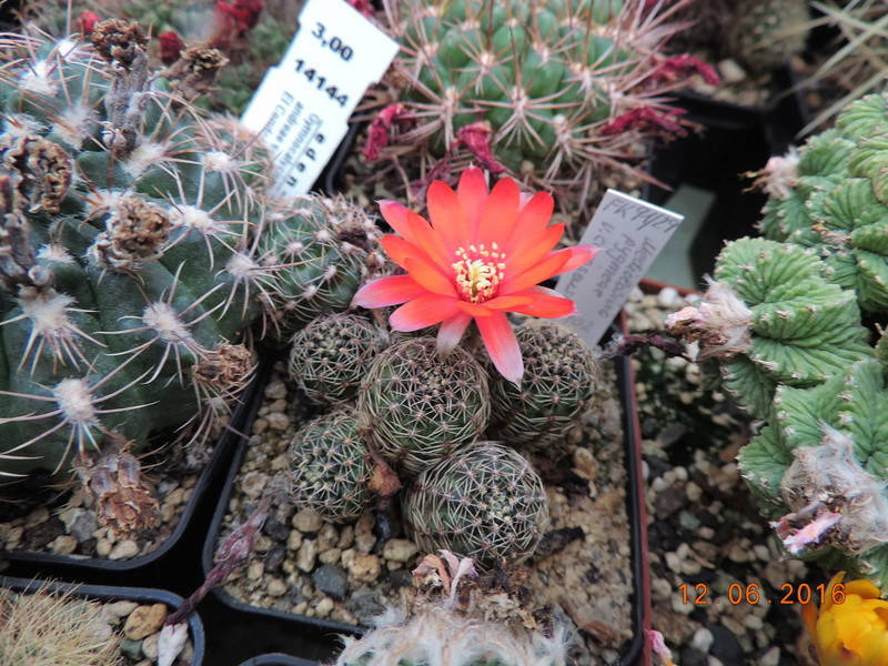 Cacti and Sukkulent in Köln, every day new flowers in the greenhouse Part 148 Bild_622