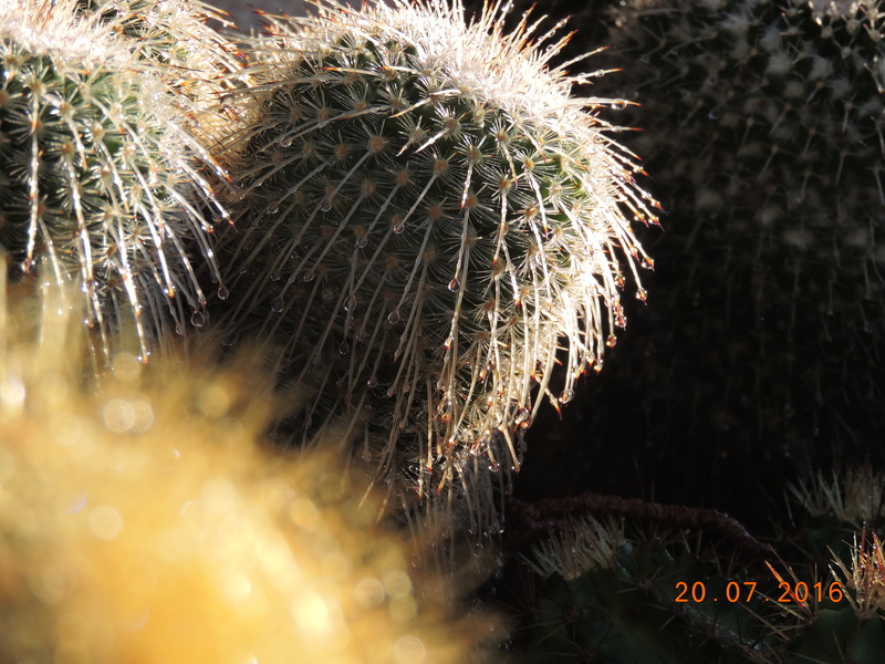 Cacti and Sukkulent in Köln, every day new flowers in the greenhouse Part 148 Bild_630