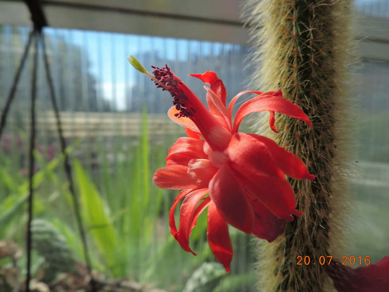 Cacti and Sukkulent in Köln, every day new flowers in the greenhouse Part 148 Bild_641